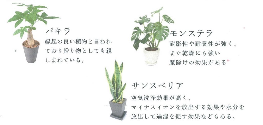 観葉植物の種類